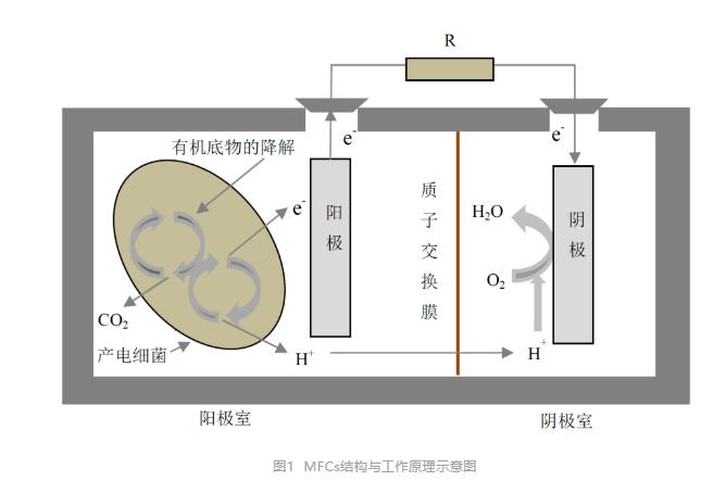 微生物燃料电池处理污水并产能的潜力分析